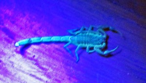 Striped Bark Scorpion (Centruroides vittatus), fluorescing on wood flooring; Cedar Creek, Texas--06.17.10 Striped Bark Scorpion (Centruroides vittatus), fluorescing on wood flooring; Cedar Creek, Texas--06.17.10
