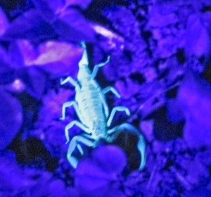 Striped Bark Scorpion (Centruroides vittatus), fluorescing in native vegetation; Cedar Creek, Texas--06.17.10 Striped Bark Scorpion (Centruroides vittatus), fluorescing in native vegetation; Cedar Creek, Texas--06.17.10