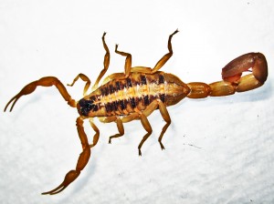 Striped Bark Scorpion (Centruroides vittatus), dorsal body; Cedar Creek, Texas--06.18.10 Striped Bark Scorpion (Centruroides vittatus), dorsal body; Cedar Creek, Texas--06.18.10