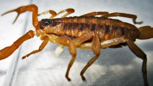 IMG_1422 Striped Bark Scorpion (Centruroides vittatus), lateral Cedar Creek, Texas 061810 Striped Bark Scorpion (Centruroides vittatus), lateral; Cedar Creek, Texas--06.18.10
