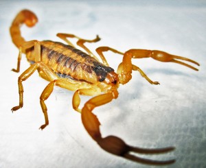Striped Bark Scorpion (Centruroides vittatus), laterofrontal; Cedar Creek, Texas--06.18.10 Striped Bark Scorpion (Centruroides vittatus), laterofrontal; Cedar Creek, Texas--06.18.10