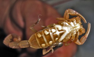 Striped Bark Scorpion (Centruroides vittatus), vemtrum; Cedar Creek, Texas--06.18.10 Striped Bark Scorpion (Centruroides vittatus), vemtrum; Cedar Creek, Texas--06.18.10