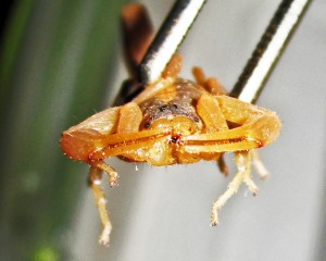 Striped Bark Scorpion (Centruroides vittatus), frontal; Cedar Creek, Texas--06.18.10 Striped Bark Scorpion (Centruroides vittatus), frontal; Cedar Creek, Texas--06.18.10