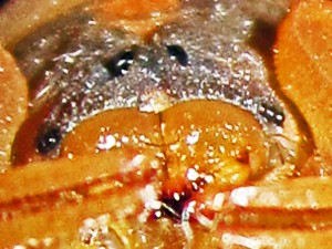 Striped Bark Scorpion (Centruroides vittatus), frontofacial; Cedar Creek, Texas--06.18.10 Striped Bark Scorpion (Centruroides vittatus), frontofacial; Cedar Creek, Texas--06.18.10