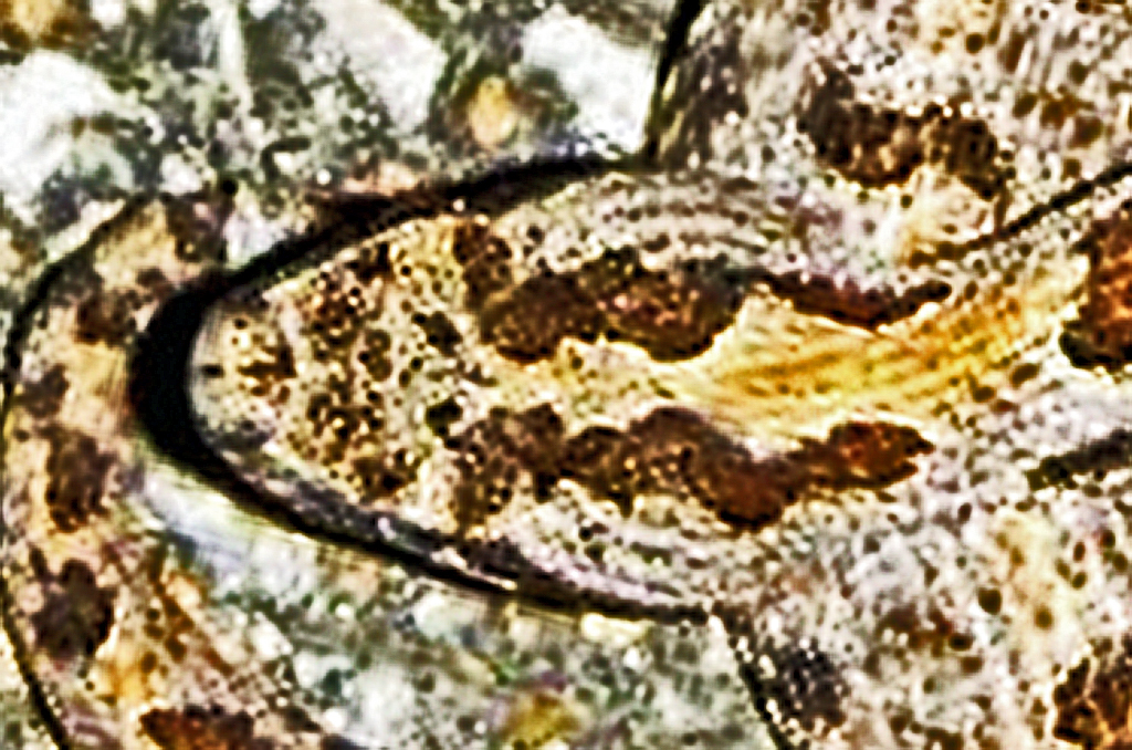 pygmy rattlesnake bite