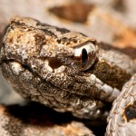 Western Pygmy Rattlesnake (Sistrurus miliarius streckeri), head; Matthijs Hollanders, SHNF, Texas--06.16.10