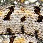 Western Pygmy Rattlesnake (Sistrurus miliarius streckeri), midbody; Tom Sinclair, Sam Houston National Forest, Texas--060810