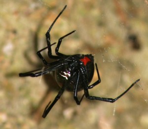 Western Black Widow (Latrodectus hesperus), female; Bridget W., Lake Belton near Moffat, TX--2010