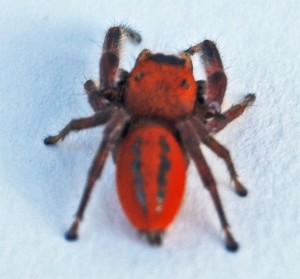 Cardinal Jumper (Phidippus cardinalis) male, Keith, North Zulch, TX--08.02.2010
