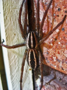 Rabid Wolf Spider (Rabidosa rabida), female; Dave B.--08.08.2010