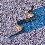 Western Cottonmouth (Agkistrodon piscivorous leucostoma); Robert B., Jack Brooks Park, Houston area, Texas--08.08.2010
