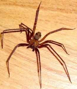Female Brown Recluse Spider (Loxosceles reclusa); Ralph E., Wichita Falls, Texas--08.10.2007 Brown Recluse Spider (Loxosceles reclusa) female; Ralph E., Wichita Falls, Texas--08.10.2007