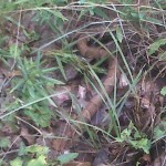 Broad-banded Copperhead (Agkistrodon contortrix laticinctus); Shelly T., Flower Mound, TX--08.03.2010