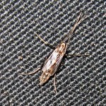 Female Chironomid Midge--Southeast Texas Marina--3 September 2010