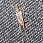 Male Chironomid Midge--Southeast Texas Marina--3 September 2010