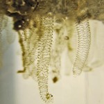 Chironomid Midge Egg Masses in Water--Southeast Texas Marina--03 September 2010