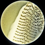 Chironomid Egg Mass under Magnification--Southeast Texas Marina--03 September 2010