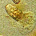 Chironomid Egg Hatch--Southeast Texas Marina--03 September 2010