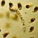 Chironomid Larva--Southeast Texas Marina--03 September 2010