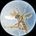 Male Chironomid Midge, under Magnification--Southeast Texas Marina--03 September 2010