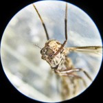 Female Chironomid Midge, under Magnification--Southeast Texas Marina--03 September 2010