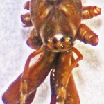 Female Tetragnathid Spider, showing Dorsal Cephalothorax & Chelicerae--from Southeast Texas Marina--02 February 2010