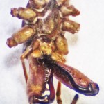 Female Tetragnathid Spider, Ventral Cephalothorax & Chelicerae--from Southeast Texas Marina--02 February 2010