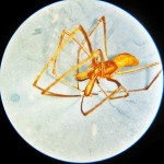 Male Tetragnathid Spider, showing Dorsal Body & Legs--from Southeast Texas Marina--03 September 2010