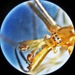 Male Tetragnathid Spider, showing Dorsal Carapace & Chelicerae--from Southeast Texas Marina--03 September 2010