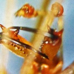 Male Tetragnathid Spider, showing Ventral Chelicerae & Palps--from Southeast Texas Marina--03 September 2010
