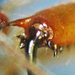 Male Tetragnathid Spider, showing Cheliceral Teeth--from Southeast Texas Marina--03 September 2010
