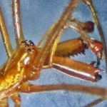 Male Tetragnathid Spider, viewed Dorsolaterally--from Southeast Texas Marina--03 September 2010