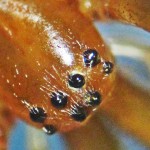 Male Tetragnathid Spider, Closeup of Eyes--from Southeast Texas Marina--03 September 2010