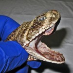 Western Diamond-backed Rattlesnake (Crotalus atrox); Karen L., Cedar Creek, TX, Lateral head with sheathed fangs--10.22.2010