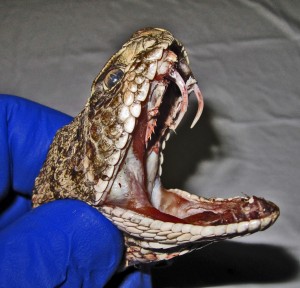 Western Diamond-backed Rattlesnake (Crotalus atrox); Karen L., Cedar Creek, TX, Lateral head with exposed fangs--10.22.2010 Western Diamond-backed Rattlesnake (Crotalus atrox); Karen L., Cedar Creek, TX, Lateral head with exposed fangs--10.22.2010