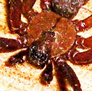 Sicariidae: brown recluse (Loxosceles reclusa); Ralph E., Wichita Falls, TX--06.19.2007 Sicariidae: Brown Recluse Spider (Loxosceles reclusa); Ralph E., Wichita Falls, TX--06.19.2007