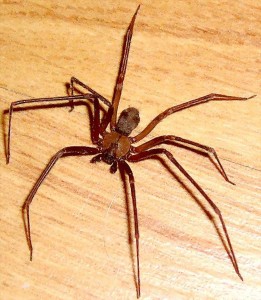 Sicariidae: Brown Recluse Spider (Loxosceles reclusa); Ralph E., Wichita Falls, TX--06.19-2007 Sicariidae: Brown Recluse Spider (Loxosceles reclusa); Ralph E., Wichita Falls, TX--06.19-2007