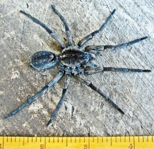Lycosidae: giant wolf spider (Hogna carolinensis, Walkenaer 1805); dorsal body; Bernard H., Lufkin, TX--6 Nov 2010 Lycosidae: burrowing wolf spider (Geolycosa, Montgomery 1904); dorsal body; Bernard H., Lufkin, TX--6 Nov 201