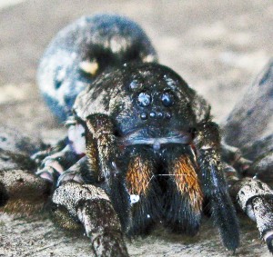 Lycosidae: giant wolf spider (Hogna carolinensis, Walkenaer 1805); facial; Bernard H., Lufkin, TX--6 Nov 2010 Lycosidae: burrowing wolf spider (Geolycosa, Montgomery 1904); facial; Bernard H., Lufkin, TX--6 Nov 2010