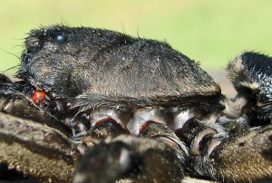 Lycosidae: giant wolf spider (Hogna carolinensis, Walkenaer 1805); lateral cephalothorax; Bernard H., Lufkin, TX--6 Nov 2010 Lycosidae: burrowing wolf spider (Geolycosa, Montgomery 1904); lateral cephalothorax; Bernard H., Lufkin, TX--6 Nov 2010