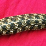 Colubridae: checkered garter snake (Thamnophis marcianus marcianus; Baird & Girard, 1853); diorsal midbody; Steiner Ranch, Austin, TX--10 April 2010
