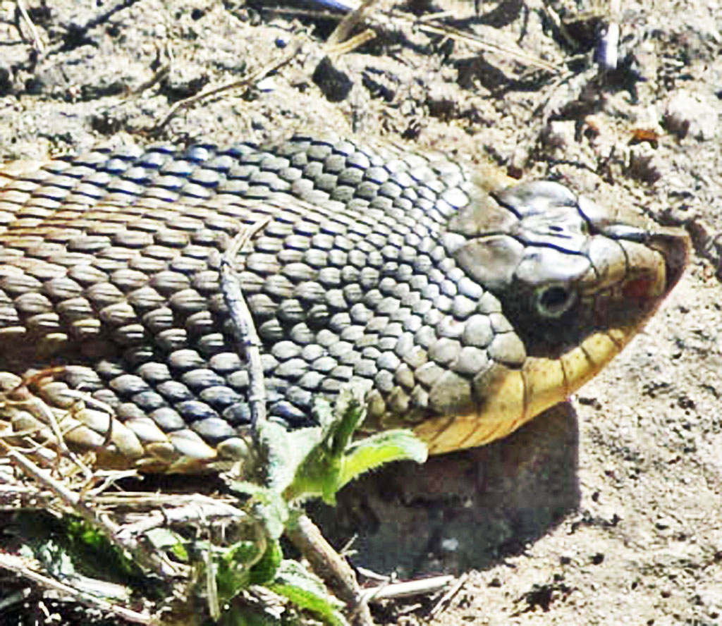 Hog Head Snake