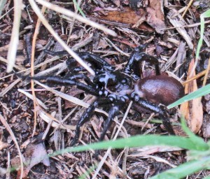 Male Trapdoor Spider; lateral view of spider in grass; Stacey, Austin TX--01.09.2011 Cyrtaucheniidae (Eucteniza spp.): Wafer Trapdoor Spider; lateral view of spider in grass; Stacey, Austin TX--01.09.2011