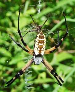 Araneidae: yellow garden spider (Argiope aurantia; Lucas, 1833); female dorsoposterior, male ventroposterior; Joy R., San Antonio, TX--29 Jul 2010 Araneidae: yellow garden spider (Argiope aurantia; Lucas, 1833); female dorsoposterior, male ventroposterior; Joy R., San Antonio, TX--29 Jul 2010