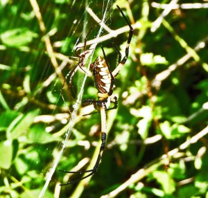 Araneidae: yellow garden spider (Argiope aurantia; Lucas, 1833); male and female, lateral view; Joy R., San Antonio, TX--29 Jul 2010 Araneidae: yellow garden spider (Argiope aurantia; Lucas, 1833); male and female, lateral view; Joy R., San Antonio, TX--29 Jul 2010