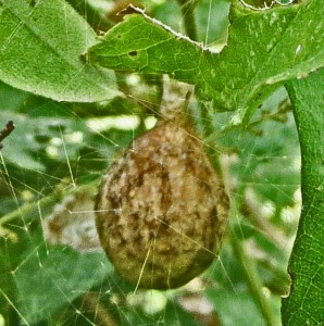 Araneidae: yellow garden spider (Argiope aurantia; Lucas, 1833); egg sac, showing scaffolding; Joy R., San Antonio, TX--2 Sep 2010 Araneidae: yellow garden spider (Argiope aurantia; Lucas, 1833); egg sac, showing scaffolding; Joy R., San Antonio, TX--2 Sep 2010