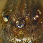 Sicariidae: Brown Recluse Spider (Loxosceles reclusa); Showing dorsofrontal eyes; Collected on 101510 at Home of Jane T., Joplin, MO--Photographed 08 Dec 2010 Sicariidae: Brown Recluse Spider (Loxosceles reclusa); Showing dorsofrontal eyes; Collected on 101510 at Home of Jane T., Joplin, MO--Photographed 08 Dec 2010