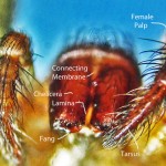 Sicariidae: Brown Recluse Spider (Loxosceles reclusa); Showing female palps, chelicerae, fangs, connective membrane, Annotated; Collected on 101510 at Home of Jane T., Joplin, MO--Photographed 08 Dec 2010 Sicariidae: Brown Recluse Spider (Loxosceles reclusa); Showing female palps, chelicerae, fangs, connective membrane, Annotated; Collected on 101510 at Home of Jane T., Joplin, MO--Photographed 08 Dec 2010