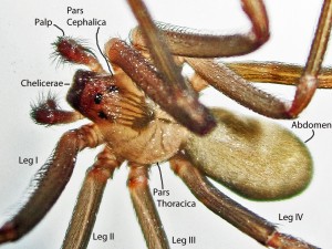 Sicariidae: Brown Recluse Spider (Loxosceles reclusa); Showing dorsum of male body, Annotated; Collected on 101510 at Home of Jane T., Joplin, MO--Photographed 08 Dec 2010 Sicariidae: Brown Recluse Spider (Loxosceles reclusa); Showing dorsum of male body, Annotated; Collected on 101510 at Home of Jane T., Joplin, MO--Photographed 08 Dec 2010