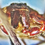 Sicariidae Loxosceles reclusa Male Frontal face with palps, Annotated 120810 Sicariidae: Brown Recluse Spider (Loxosceles reclusa); Showing frontal face of male chelicerae and palp, Annotated; Collected on 101510 at Home of Jane T., Joplin, MO--Photographed 08 Dec 2010